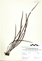 藏品(書帶蕨)的圖片